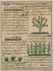 Plantas botánicas, ilustración de 